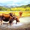 Moose Crossing - Oil Paintings - By Loretta Jenkins, Realistic Painting Artist